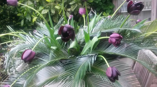 Decoratie zwarte tulp